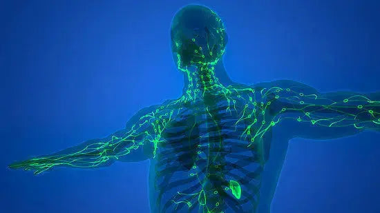 The Comprehensive Benefits of LYMPHX: Your All-in-One Natural Remedy