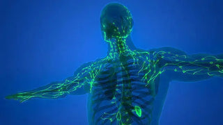 The Comprehensive Benefits of LYMPHX: Your All-in-One Natural Remedy